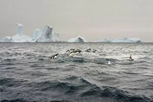 Images Dated 13th May 2005: gentoo penguins, Pygoscelis Papua, swimming in waters off the western Antarctic Peninsula