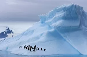 Images Dated 27th January 2007: gentoo penguins, Pygoscelis Papua, on an iceberg off the western Antarctic Peninsula