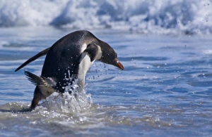 Gentoo Penguins (Pygoscelis papua) on the beach, Falkland Islands