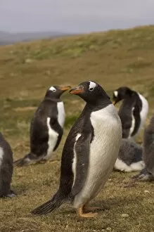 Images Dated 17th January 2007: gentoo penguins, Pygoscelis papua, on Beaver Island, Falkland Islands, South Atlantic