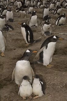 Images Dated 5th December 2007: Gentoo Penguins (Pygoscelis papua) and chicks. These penguins are residents and breed