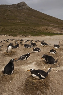 Marine Bird Prints: Gentoo Penguins (Pygoscelis papua) colony, West Falkland, Falkland Islands