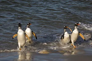 Prints of Gentoo penguins, Pygoscelis papua, coming ashore Images Dated 2016 December: Gentoo penguins, Pygoscelis papua, coming ashore