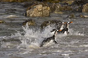Malvinas Prints: Gentoo penguins, Pygoscelis papua, coming ashore