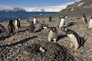 gentoo penguins, Pygoscelis papua, with eggs on nest, South Shetland Islands, Antarctica