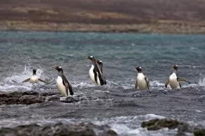 gentoo penguins, Pygoscelis papua, jumping out of the water, Beaver Island, Falkland Islands