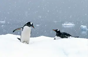 Gentoo Penguins (Pygoscelis papua) In snow; Antarctic Peninsula, Antarctica