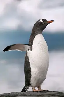 Gentoo penguins on rocky shoreline with backdrop of icebergs Pleneau, Antarctica