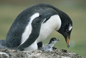 Parenting Prints: Gentoo Penuin, (Pygoscelis papua), Falkland Islands, feeding chick