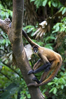 Images Dated 18th January 2009: Geoffroys spider monkey, Ateles geoffroyi, also known as black-handed spider monkey