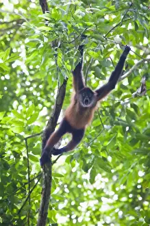 Geoffroys Spider Monkey (Ateles geoffroyi) aggresively screams and howls to