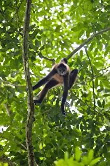 Geoffroys Spider Monkey (Ateles geoffroyi) aggressively screams and howls to