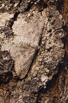 Geometer Moth, Geometridae, adult on mesquite tree bark camouflaged, Willacy County