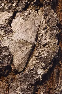 Farm Land Prints: Geometer Moth, Geometridae, adult on mesquite tree bark camouflaged, Willacy County
