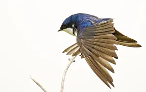 Janet Horton Prints: George Reifel Migratory Bird Sanctuary, BC, Canada. Tree swallow stretching wings