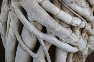 Georgia Collection: Georgia, Batumi. A closeup of folded grown branches