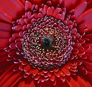 Study Prints: gerbera, daisy, flower, closeup, study, bloom, red, macro, detail, NA01 AMI0285