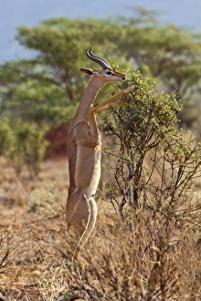 Browsing Prints: Gerenuk standing on hind legs browsing, Samburu National Game Reserve, Kenya; Africa