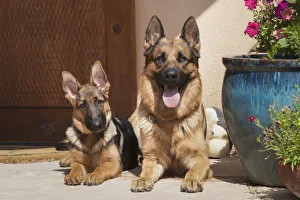Puppy Prints: German Shepherd adult and puppy (PR)