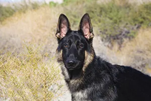 German Shepherd in the Coachella Valley, California