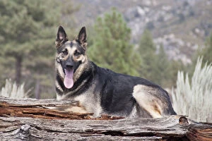 A German Shepherd lying on a fallen tree trunk with sage brush and pine trees in