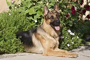Lying Prints: A German Shepherd lying on a garden path surrounded by greenery