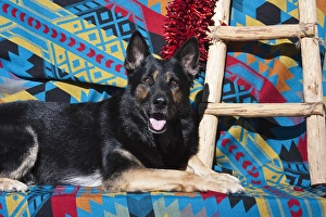 Lying Prints: A German Shepherd lying on a Southwestern blanket