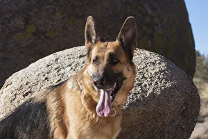 Sweet Prints: German Shepherd posing on rocks MR