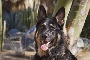 German Shepherd (PR)