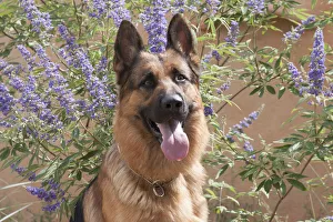 German Shepherd (PR)