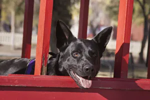 German Shepherd (PR)