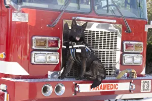 German Shepherd (PR)