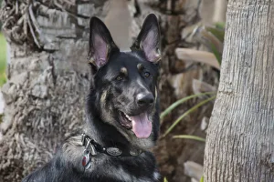 Images Dated 25th January 2012: German Shepherd (PR)
