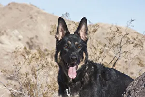 German Shepherd (PR)