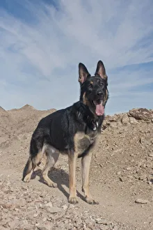 German Shepherd (PR)