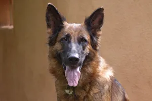 Images Dated 24th June 2013: German Shepherd (PR)