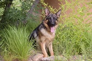 Images Dated 24th June 2013: German Shepherd (PR)