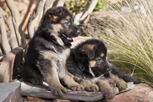 Two German Shepherd puppies on a rock bench near tall grasses