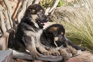 Lying Prints: Two German Shepherd puppies on a rock bench near tall grasses