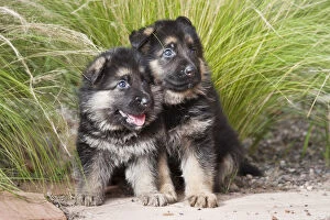 Two German Shepherd puppies sitting together on a garden pathway in front of tall grasses
