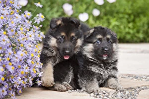 Two German Shepherd puppies sitting next to purple daisies on a garden pathway
