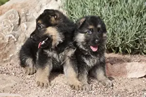 Herder Prints: Two German Shepherd puppies sitting next to a rock on a garden pathway