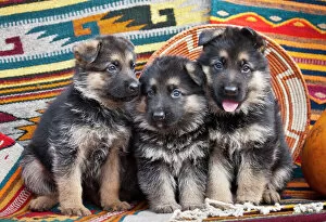Images Dated 13th September 2006: Three German Shepherd puppies sitting in a row on Southwestern blankets