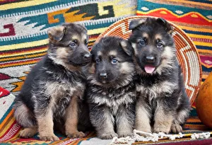 Sweet Prints: Three German Shepherd puppies sitting in a row on Southwestern blankets