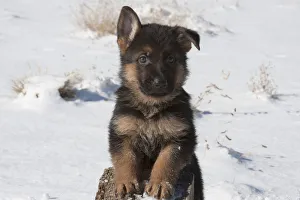 Animals Collection: German Shepherd puppy