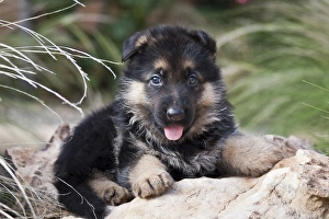 Images Dated 13th September 2006: German Shepherd puppy lying on a rock amongst tall grasses