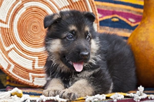 Images Dated 13th September 2006: German Shepherd puppy lying on Southwestern blankets