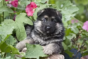Images Dated 13th September 2006: German Shepherd puppy peeking out of a garden bush