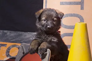 German Shepherd puppy (PR)