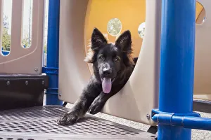 German Shepherd puppy (PR)